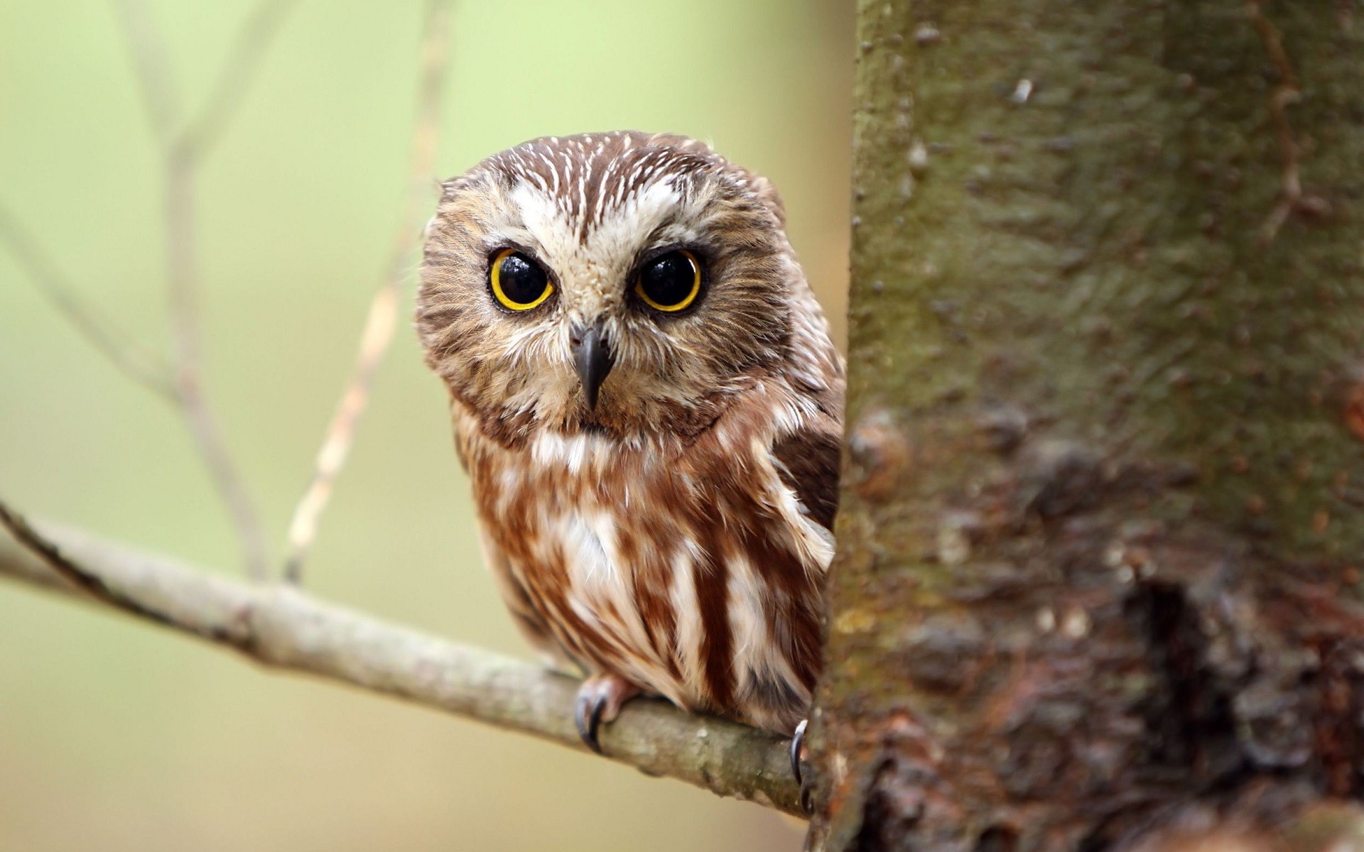 nature animals birds owl Wallpaper