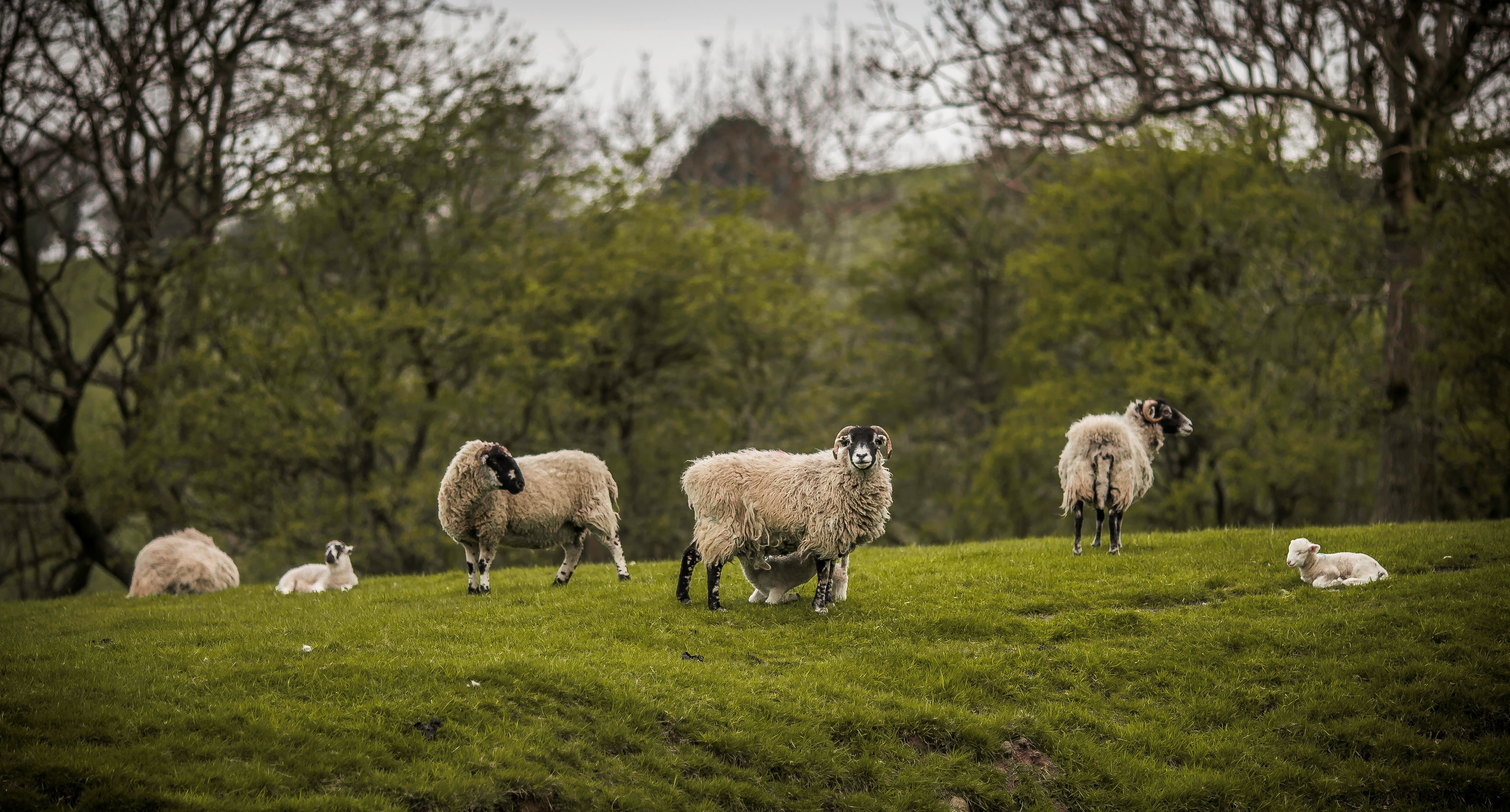 sheep animals baby animals Wallpaper