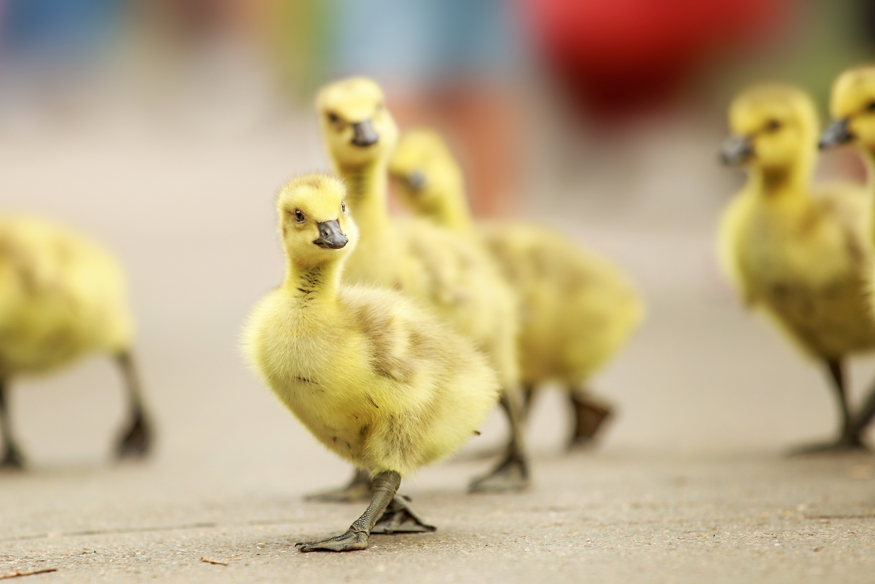 animals Wallpaper