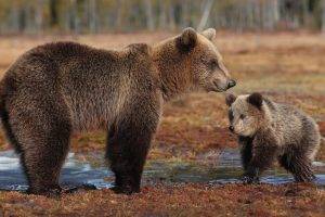 baby animals bears animals