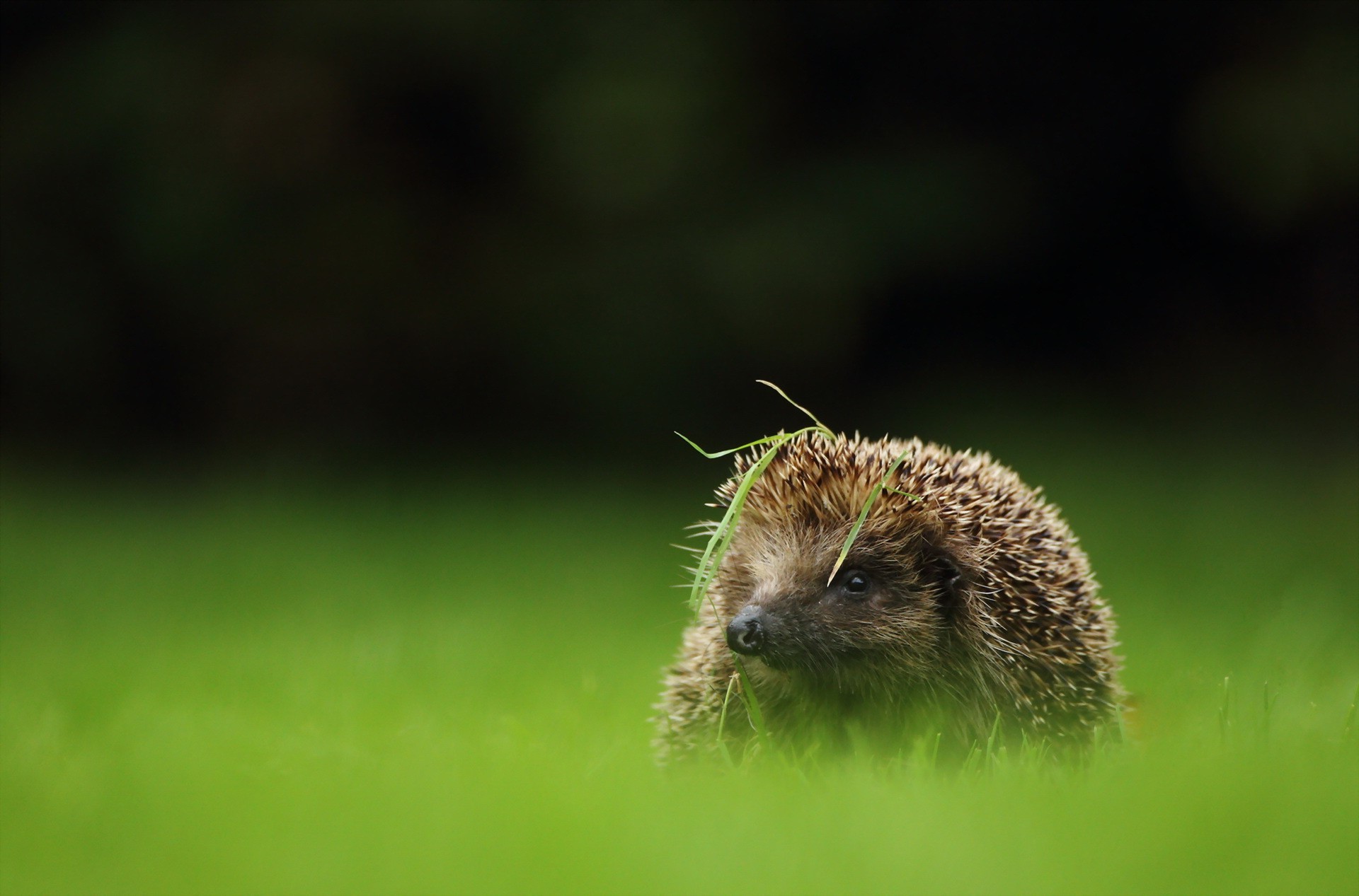animals mammals grass hedgehog Wallpaper