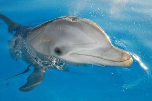 animals mammals dolphin