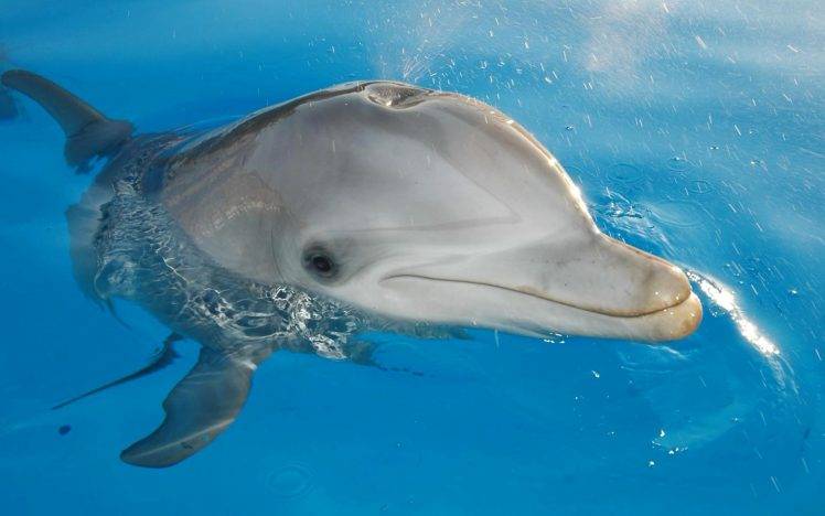 animals mammals dolphin HD Wallpaper Desktop Background