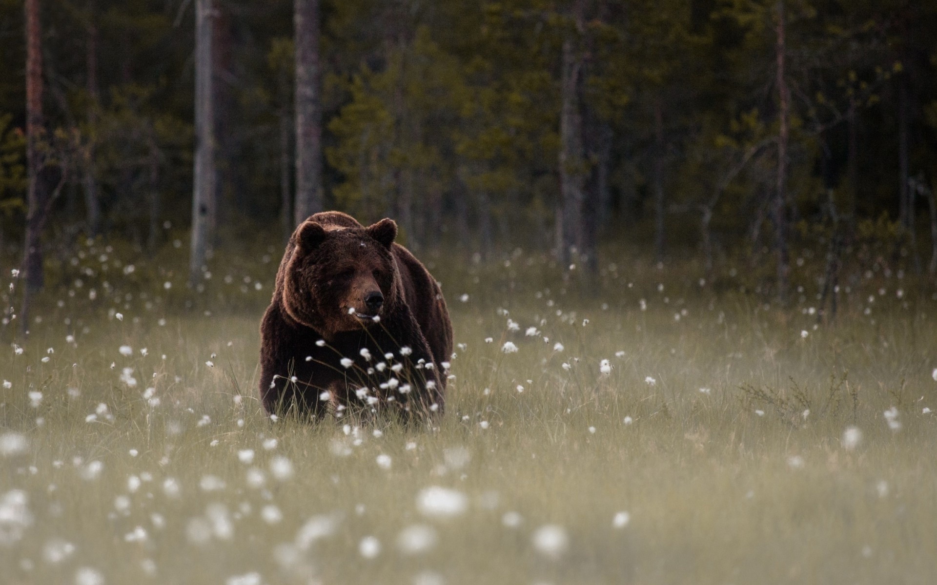 animals mammals forest bears Wallpaper