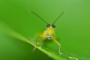 animals plants macro insect grasshopper
