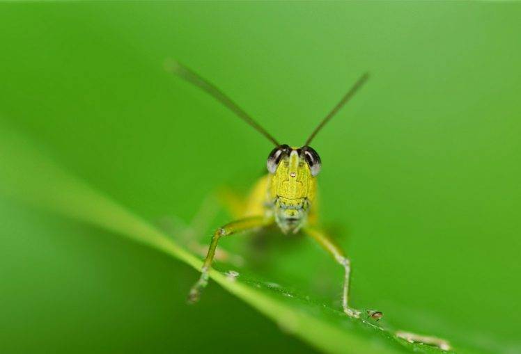 animals plants macro insect grasshopper HD Wallpaper Desktop Background