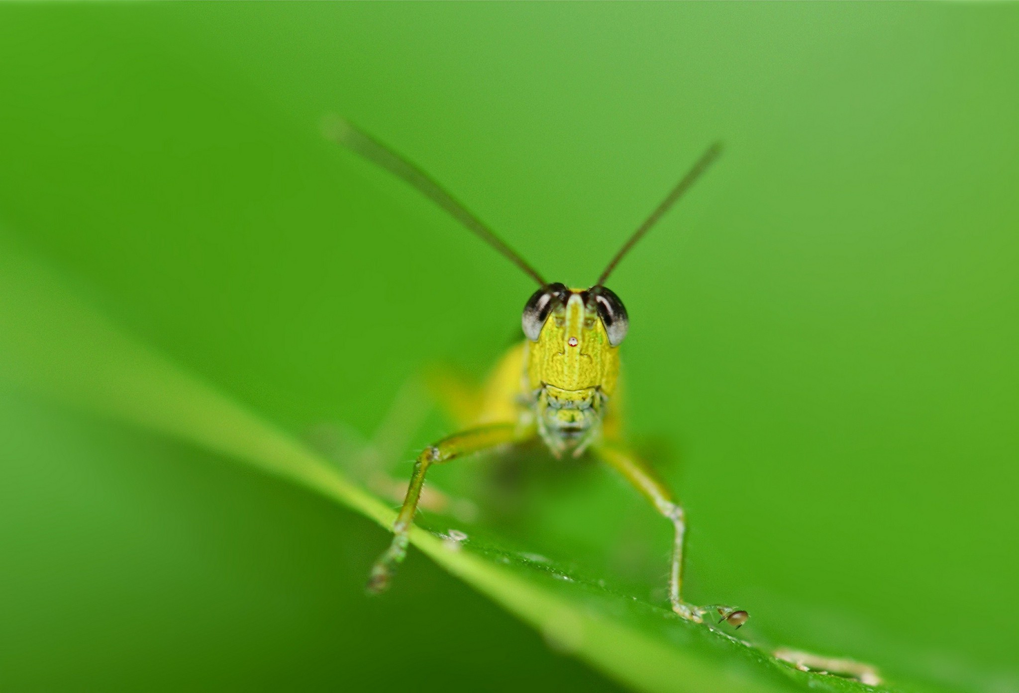 animals plants macro insect grasshopper Wallpaper