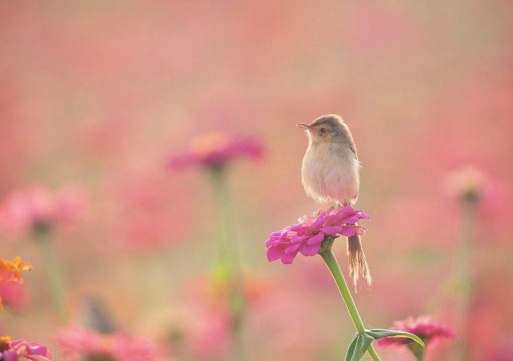 animals plants flowers birds HD Wallpaper Desktop Background