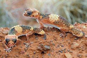 animals macro lizards reptiles