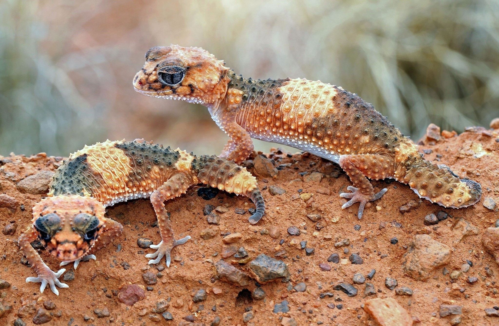 animals macro lizards reptiles Wallpaper