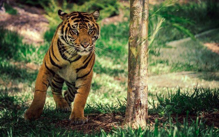 tiger animals HD Wallpaper Desktop Background