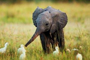 animals elephants grass