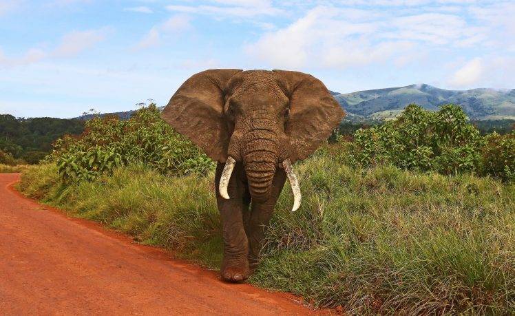 animals elephants HD Wallpaper Desktop Background