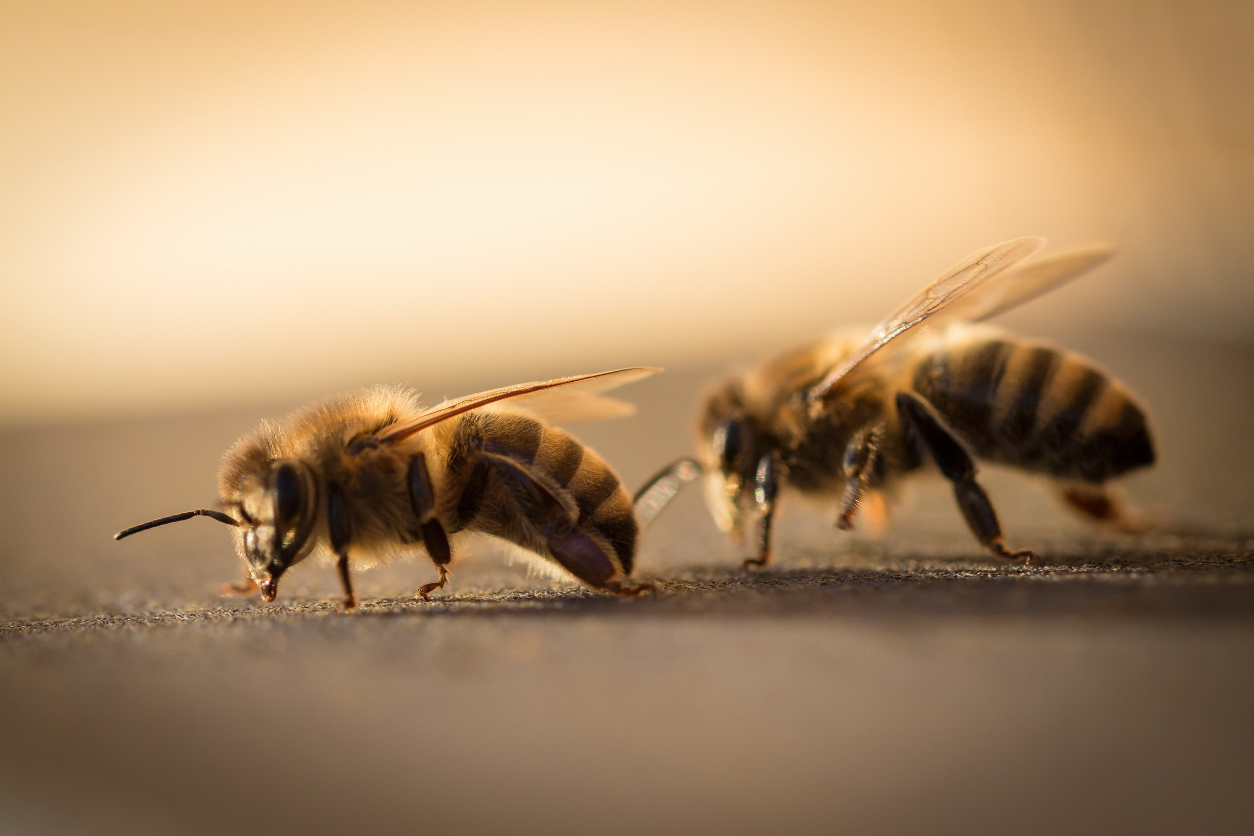 animals bees macro Wallpaper