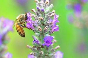 animals bees plants macro