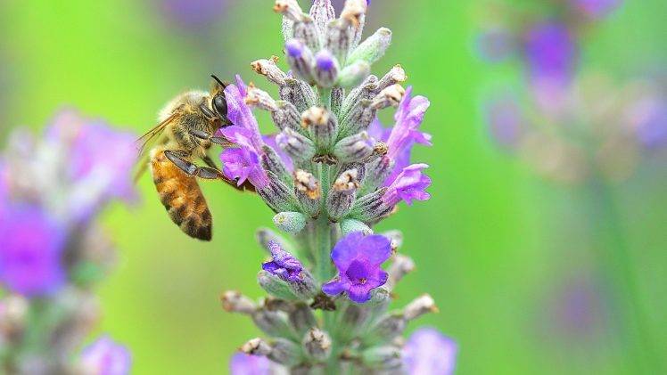 animals bees plants macro HD Wallpaper Desktop Background