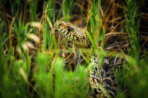 grass snake reptiles animals camouflage macro