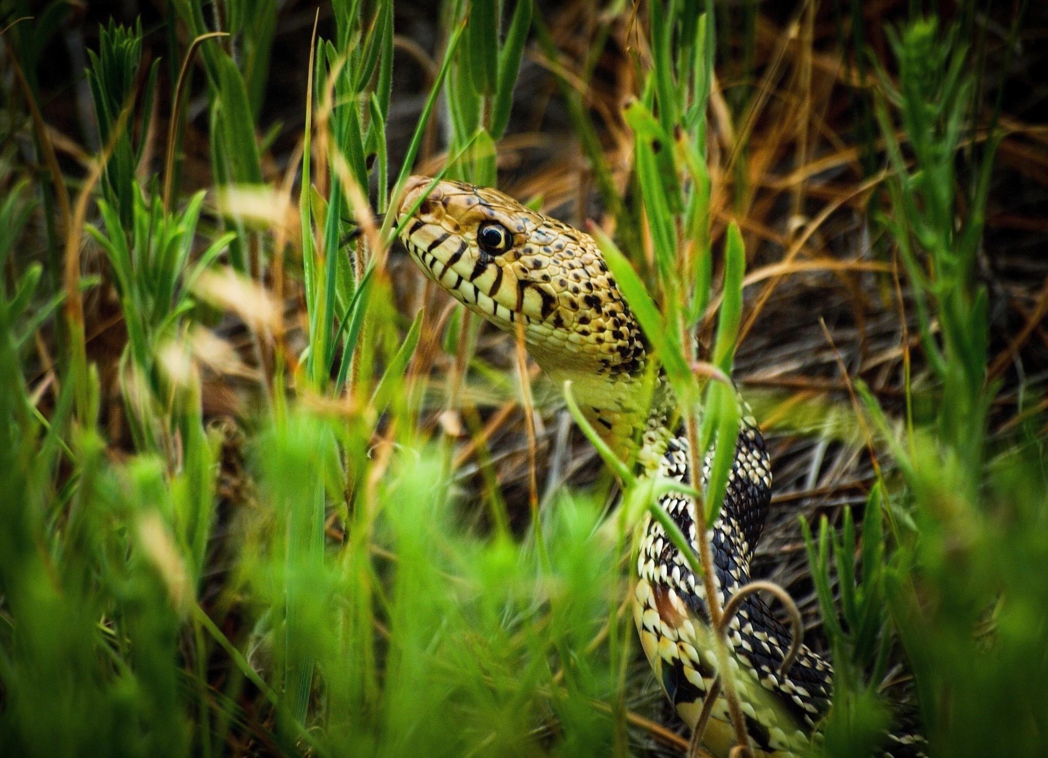 grass snake reptiles animals camouflage macro Wallpaper