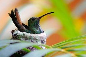 plants birds animals macro colibri bird humingbird