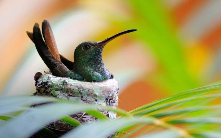 plants birds animals macro colibri bird humingbird HD Wallpaper Desktop Background