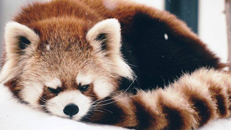 animals red panda snow HD Wallpaper Desktop Background