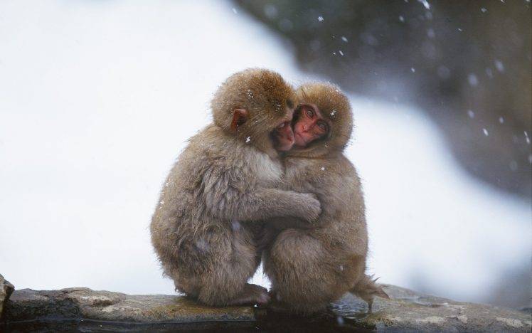 animals monkeys mammals HD Wallpaper Desktop Background