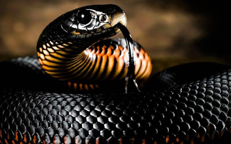 animals snake reptiles HD Wallpaper Desktop Background