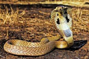 animals snake reptiles cobra