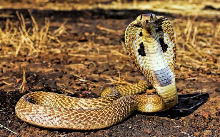 animals snake reptiles cobra HD Wallpaper Desktop Background