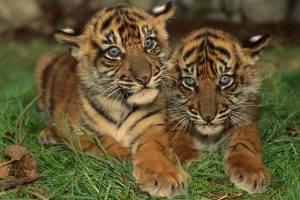 tiger animals