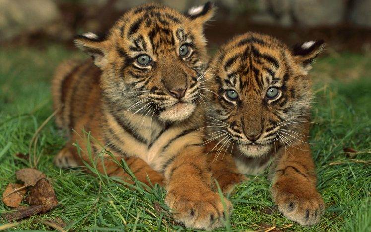 tiger animals HD Wallpaper Desktop Background