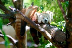 red panda branch sleeping animals