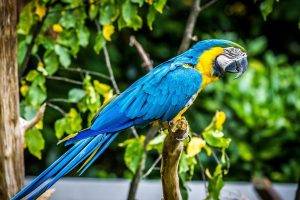 parrot birds