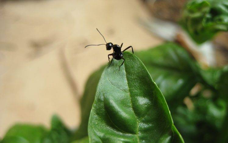 ants basil macro leaves insect HD Wallpaper Desktop Background