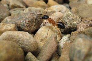 ants macro insect rock