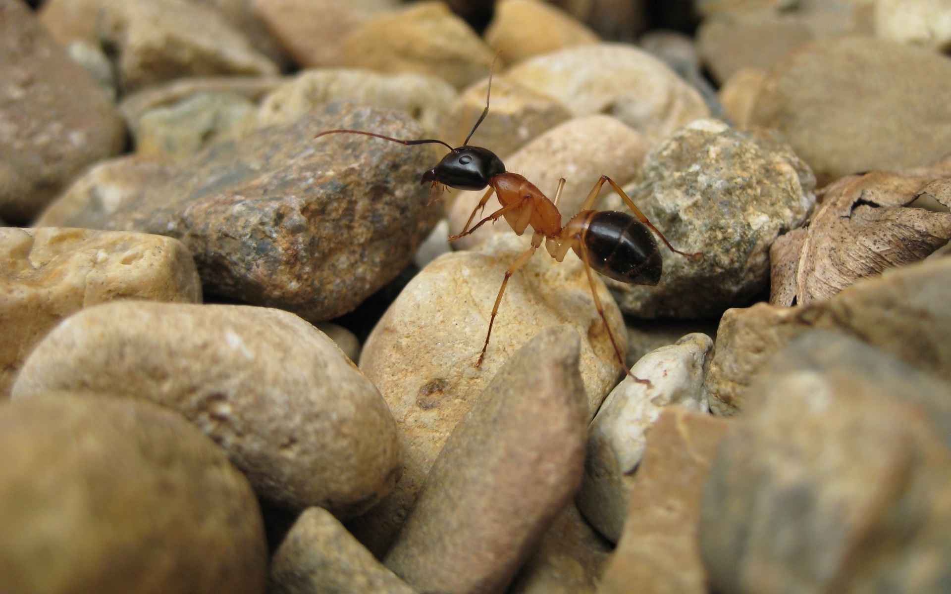 ants macro insect rock Wallpaper