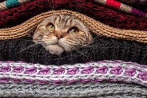 head animals cat pet sweater wool