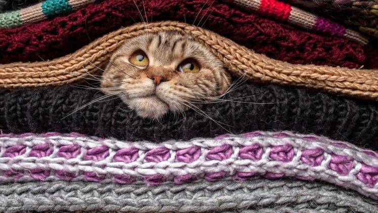 head animals cat pet sweater wool HD Wallpaper Desktop Background