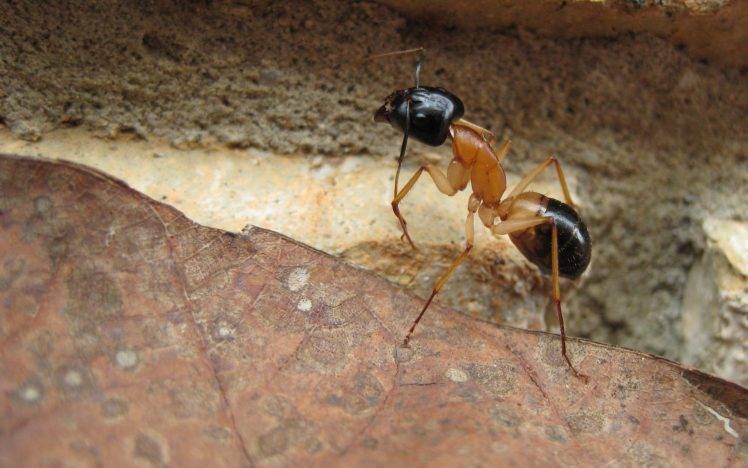 ants macro insect rock leaves camponotus HD Wallpaper Desktop Background