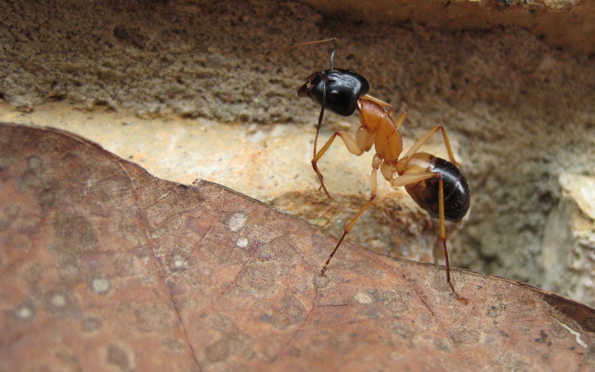 ants macro insect rock leaves camponotus Wallpaper