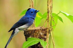 birds animals plants blue nests feathers