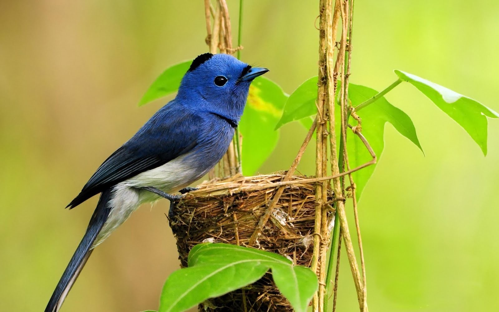 birds animals plants blue nests feathers Wallpaper