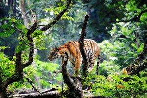 tiger animals big cats trees nature branch plants