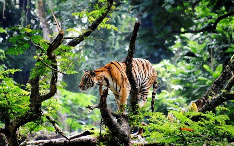 tiger animals big cats trees nature branch plants HD Wallpaper Desktop Background