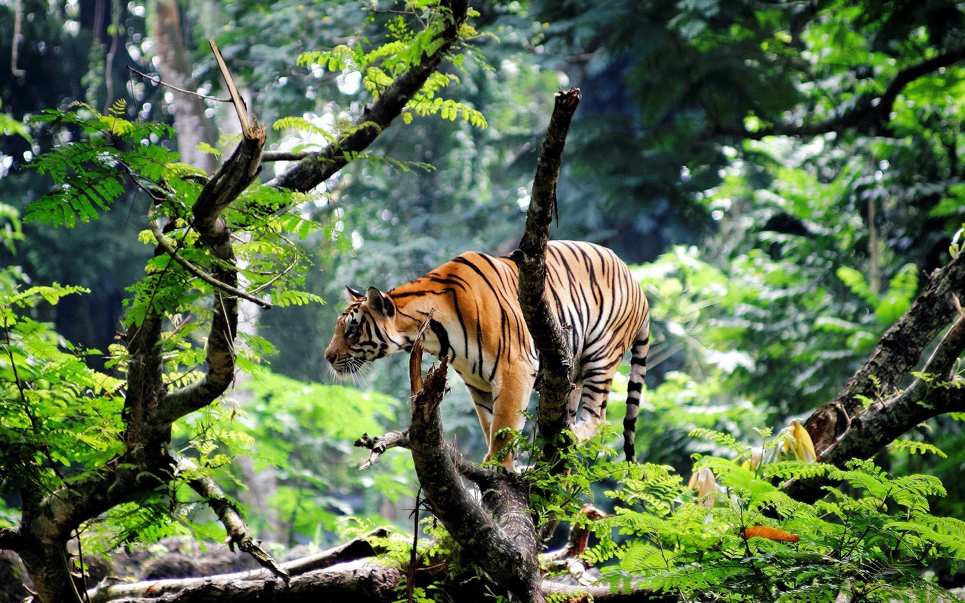 tiger animals big cats trees nature branch plants Wallpaper