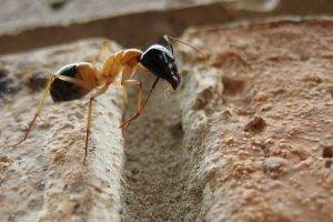ants macro insect rock camponotus