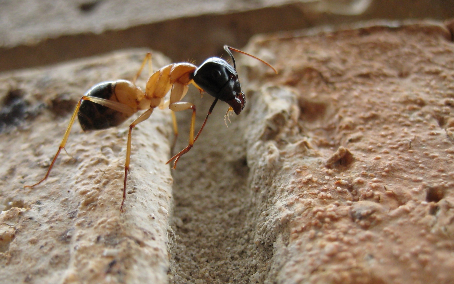 ants macro insect rock camponotus Wallpaper