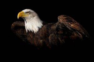 birds animals black background bald eagle