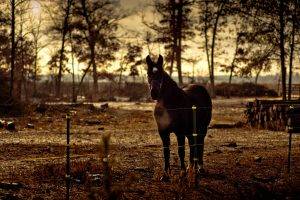 horse animals fence trees