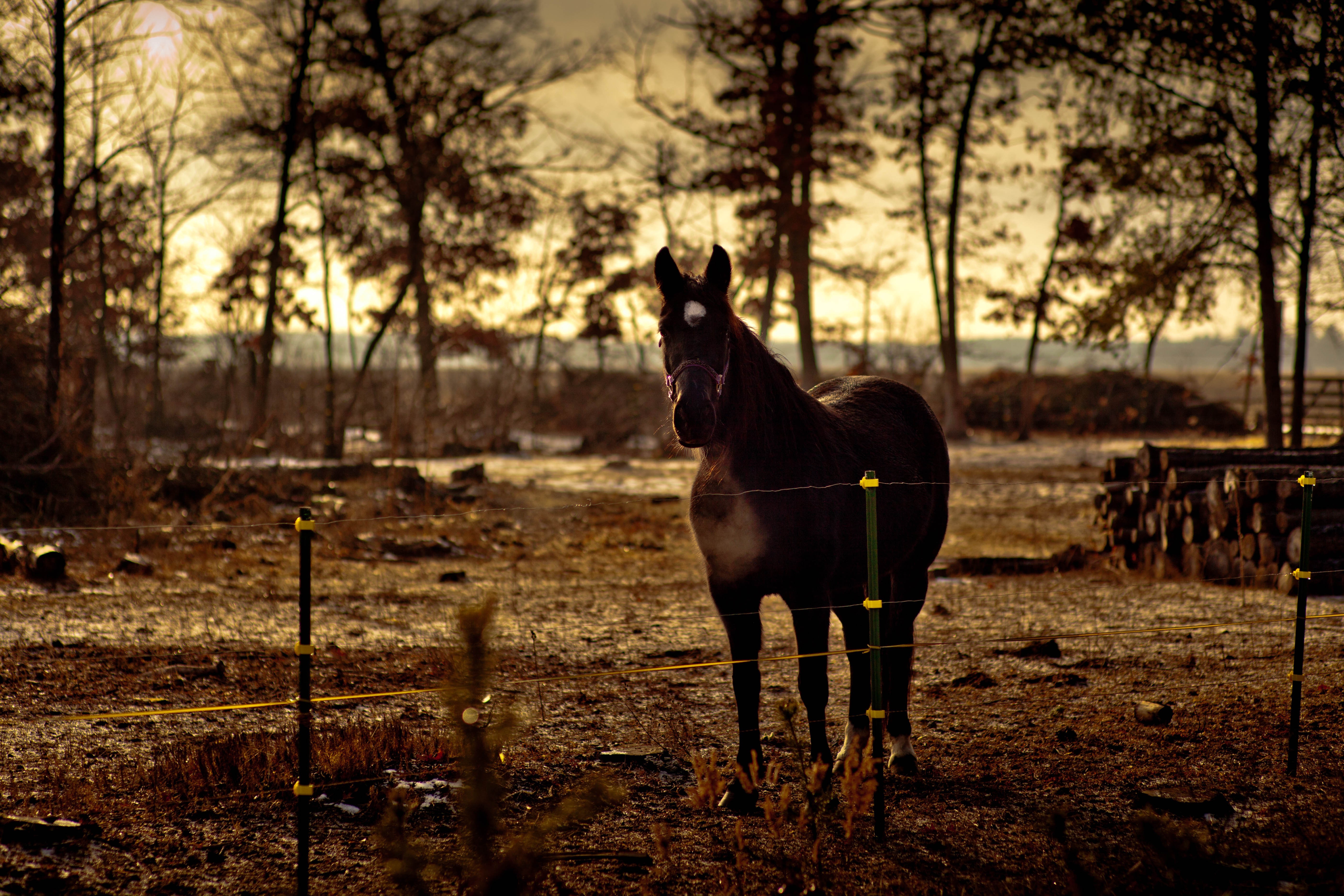 horse animals fence trees Wallpaper